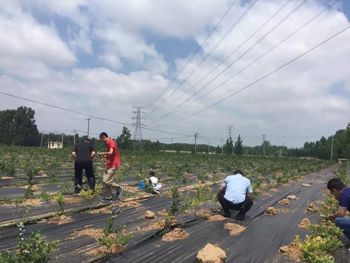 门头沟防草布/除草布
